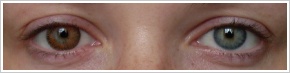 FreshLook ColorBlends / Honey - 