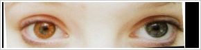 FreshLook ColorBlends / Honey - 