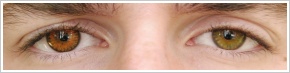 FreshLook ColorBlends / Honey - 