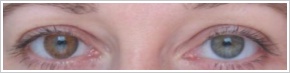 FreshLook ColorBlends / Honey - 
