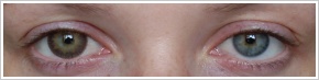 FreshKon Colors Fusion / Perky brown -