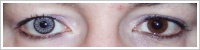 SofLens Natural Colors / Platinum -