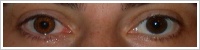 FreshLook ColorBlends / Honey -