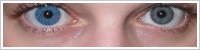 FreshLook Colors / Sapphire blue -