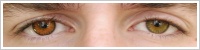 FreshLook ColorBlends / Honey -