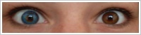 FreshLook ColorBlends / Briliant blue -