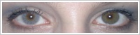 FreshLook Colors / Misty gray -