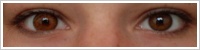 FreshLook ColorBlends / Honey -