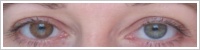 FreshLook ColorBlends / Honey -