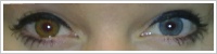 FreshLook ColorBlends / Honey -