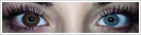 FreshLook ColorBlends / Chestnut brown -