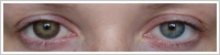 FreshKon Colors Fusion / Perky brown -