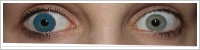 FreshLook Colors / Sapphire blue -